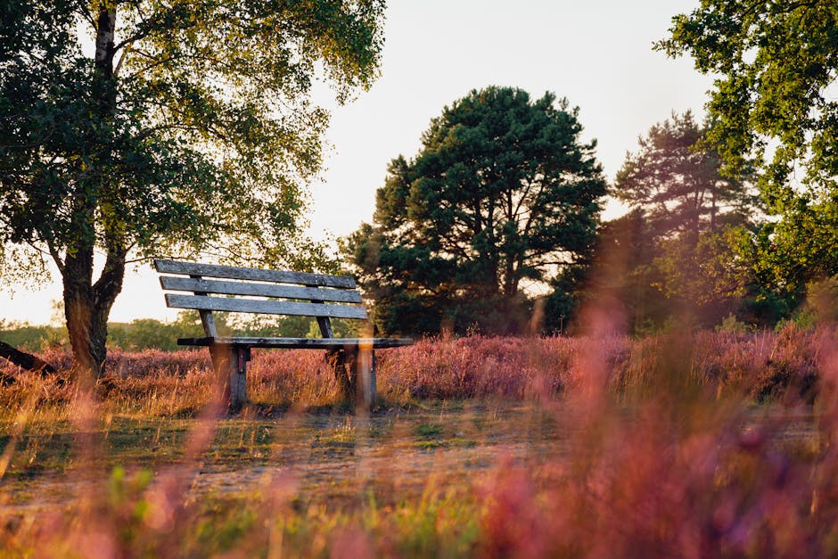 A wooden park bench with horizontal slats on the seat and backrest, supported by sturdy wooden legs, situated on a dirt path within a natural outdoor setting. The bench is positioned near a large tree with green foliage on the left side of the image. In the background, there are several tall, dense trees with rounded canopies, and the scene is illuminated by warm, natural sunlight, indicating late afternoon or early evening. The ground around the bench is covered with pinkish heather or similar low-lying plants, creating a soft, colorful foreground. The environment appears peaceful and outdoor-oriented, with no visible objects related to house removals or moving services in this scene.