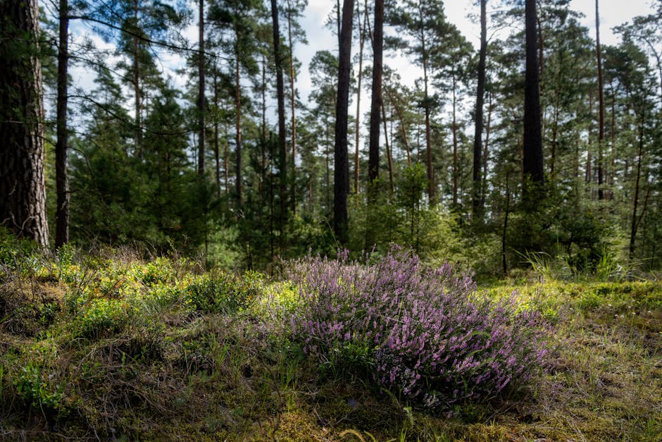 A natural woodland scene featuring tall, slender pine trees with rough, dark brown bark and green foliage. In the foreground, there is a prominent bush of blooming purple heather, surrounded by patches of green moss and grass. The ground appears slightly uneven, with small plants and low vegetation scattered throughout. Sunlight filters through the tree canopy, casting dappled light on the forest floor. The background shows dense trees extending into the distance, illustrating a quiet, natural environment typical of a woodland or forest area.